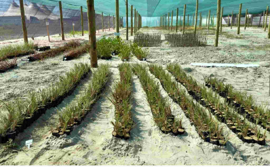 Replantio da restinga alargamento de praia