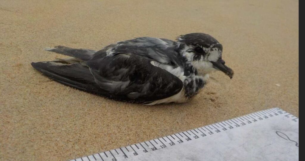 aves-raras-encontradas