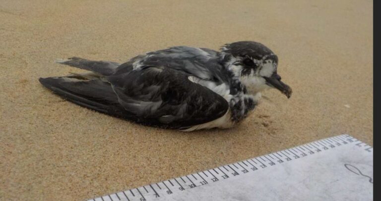 Monitoramento no Litoral Norte de SC registra aves raras ao longo de 10 anos