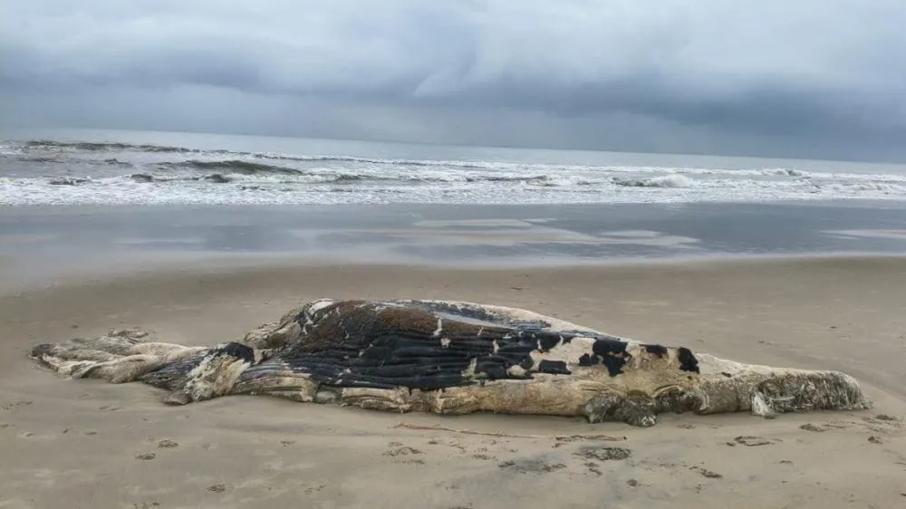 baleia-jubarte-encontrada-morta-em-itapoá