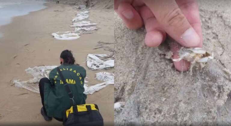 Ibama aplica multa de R$ 2,5 milhões ao Governo do Paraná por poluição marinha em obra de contenção de erosão