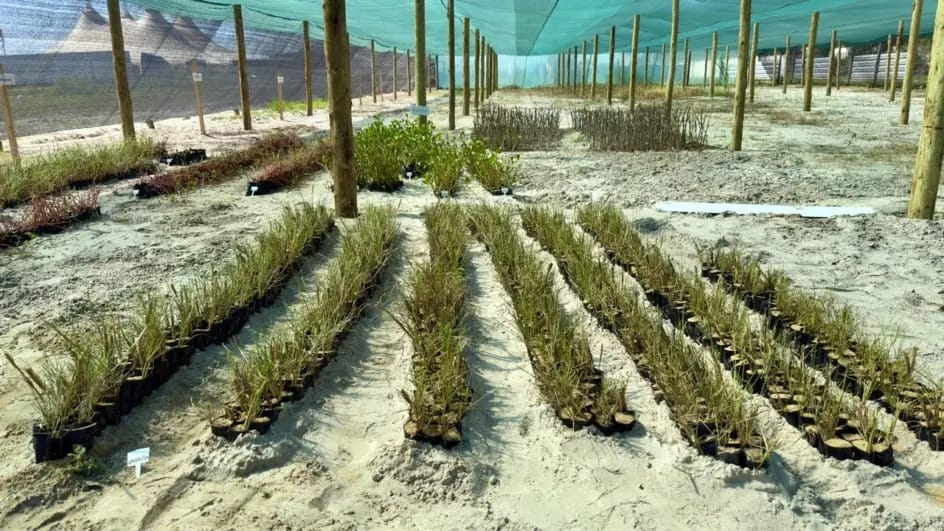 Plantio da vegetação