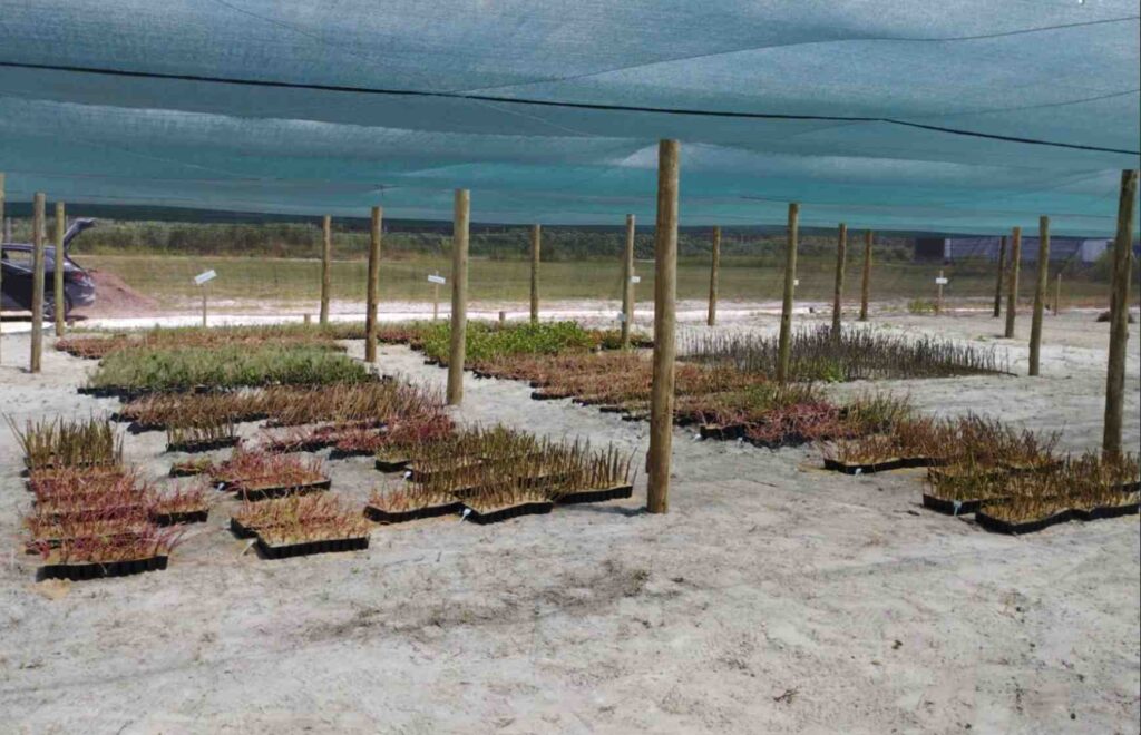 replantio-de-vegetação