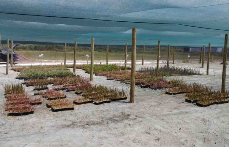 Replantio de vegetação ajuda a proteger dunas e fortalecer faixa costeira em Itapoá