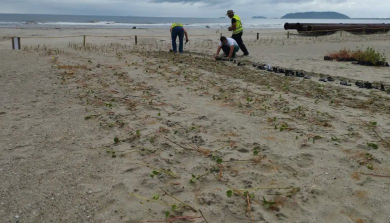 Replantio-vegetação