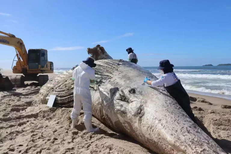 Baleia-jubarte é encontrada morta no litoral norte de SC; caso acende alerta para impactos da atividade pesqueira