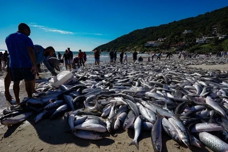 Governo amplia cota da tainha e libera retomada da pesca em Santa Catarina