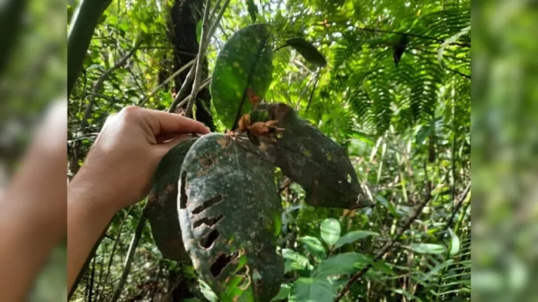 Pesquisa da UFSC alerta para risco de extinção de árvores exclusivas de Santa Catarina